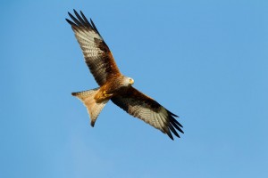 Red Kite birds